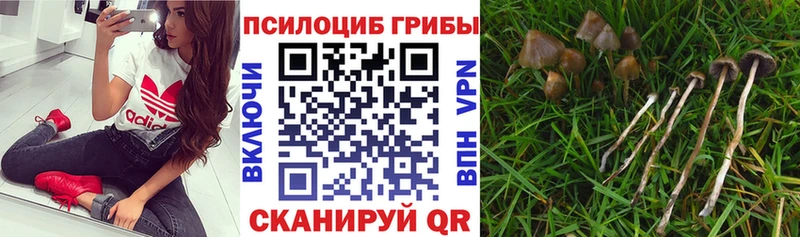 Псилоцибиновые грибы мухоморы  закладка  hydra ссылка  Бронницы 